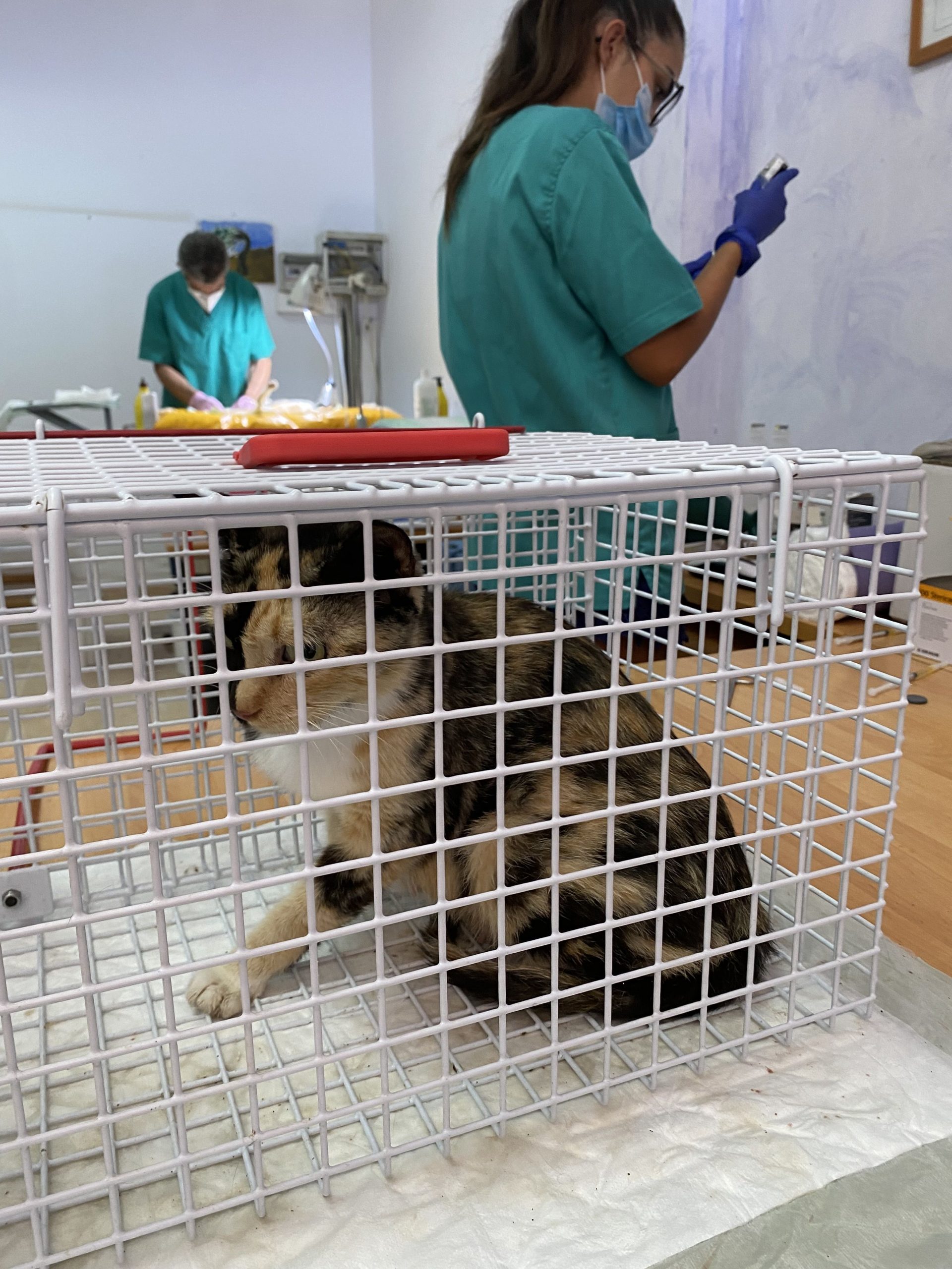 El Pinar-esterilización3